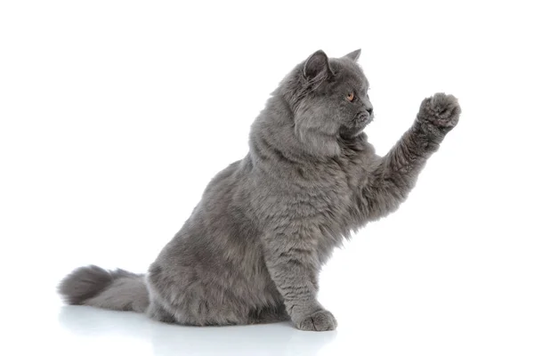 British longhair cat sitting and attacking with one paw up — Stock Photo, Image