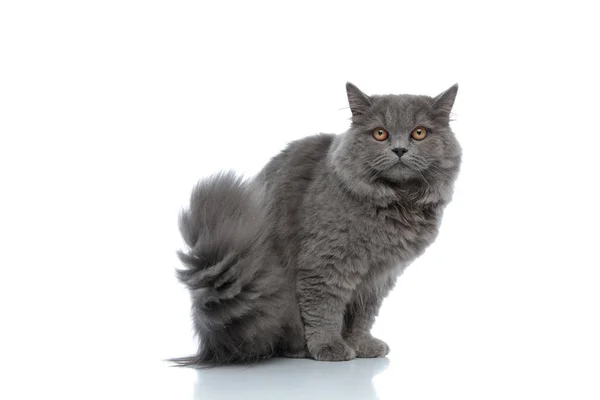 Britânico longhair gato sentado e olhando para câmera abafado — Fotografia de Stock