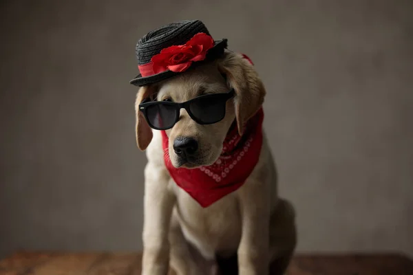 Cute labrador retriever wearing hat,sunglasses and bandana — Stock Photo, Image