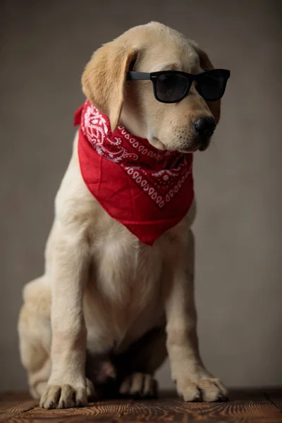 Imádnivaló labrador retriever visel napszemüveg és piros kendő — Stock Fotó