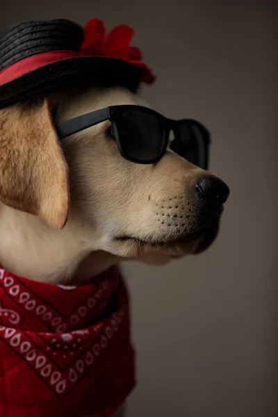 Cute labrador retriever wearing sunglasses, hat and bandana — 스톡 사진