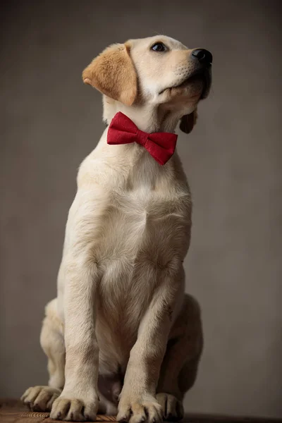 Adorable labrador retriever usando pajarita roja y mirando hacia arriba —  Fotos de Stock