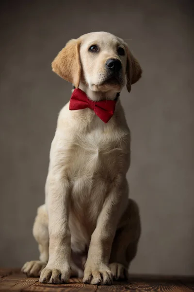 Cute labrador retriever wearing red bowtie and looking up side — Stock Photo, Image