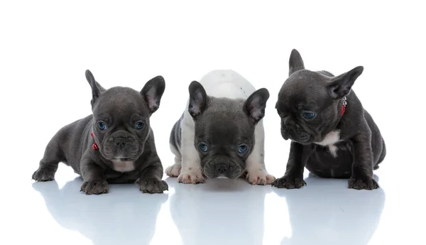 Tres cachorros bulldog franceses ataúd mirando hacia adelante —  Fotos de Stock