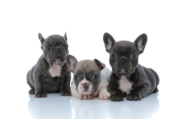 Adorables cachorros bulldog franceses mirando hacia adelante y parpadeando —  Fotos de Stock