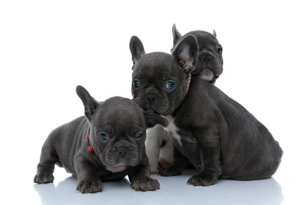 Tre ivriga franska bulldog valpar nyfiket ser fram emot — Stockfoto