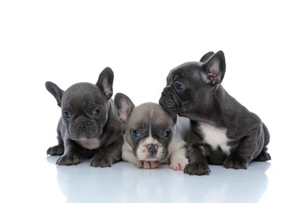 Tres alegres cachorros bulldog franceses curiosamente buscando despertar —  Fotos de Stock