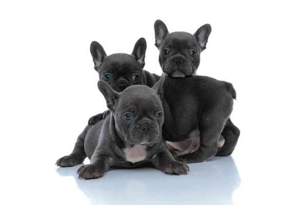Três adoráveis cachorros buldogue francês sendo obediente e olhando — Fotografia de Stock