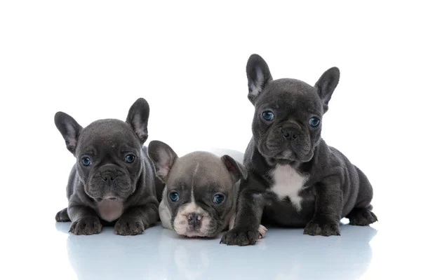 Entzückende französische Bulldoggen-Jungen freuen sich und sind neugierig — Stockfoto