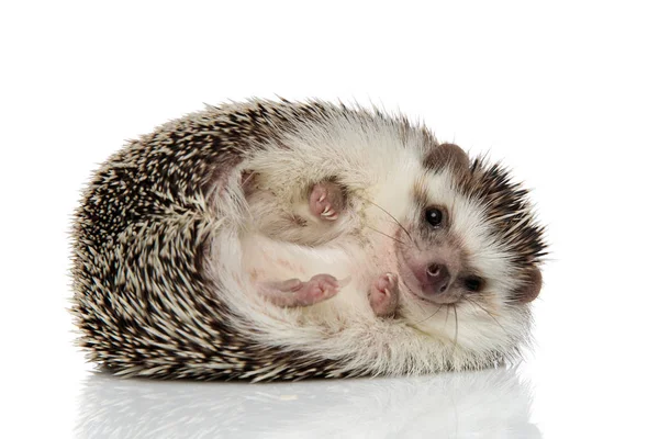 African hedgehog with black fur rolling over happy — Stock Photo, Image