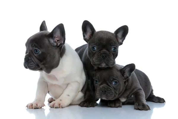 Drie plichtsgetrouwe Franse buldog puppies nieuwsgierig rond te kijken — Stockfoto