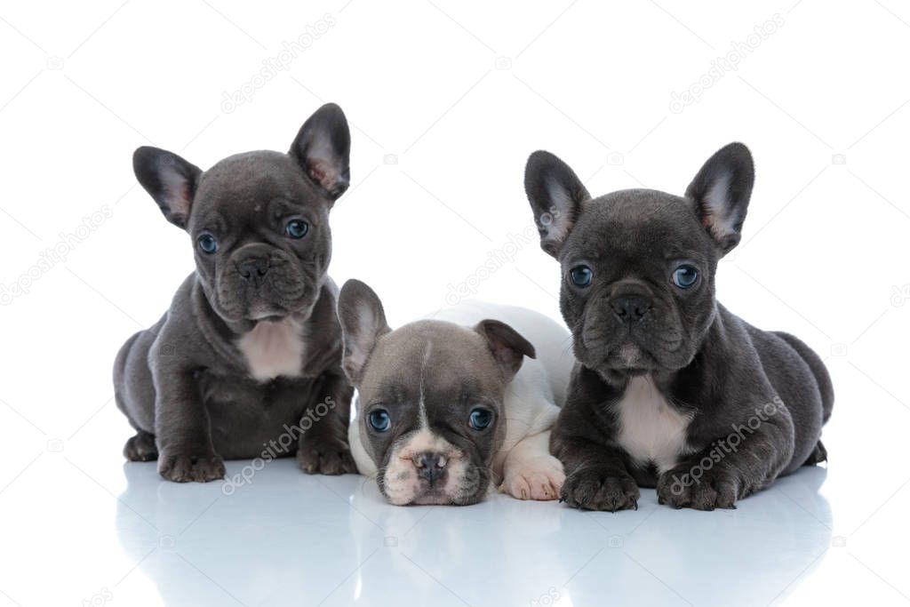 Adorable French bulldog cubs curiously looking forward 