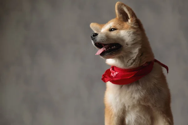 Akita Inu köpeği oturuyor ve düşünceli görünüyor. — Stok fotoğraf