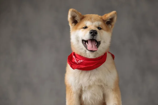 Akita Inu perro sentado sin ocupación sobresaliendo lengua — Foto de Stock