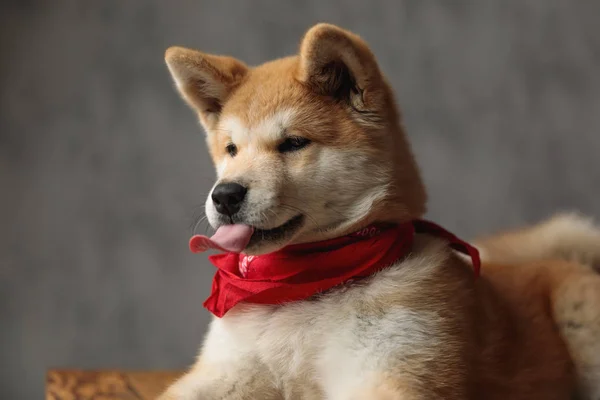 Akita Inu cane sdraiato e sporgente lingua — Foto Stock