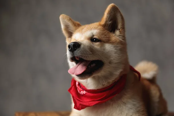 Zbliżenie cudownego psa Akita Inu patrząc w przyszłość — Zdjęcie stockowe