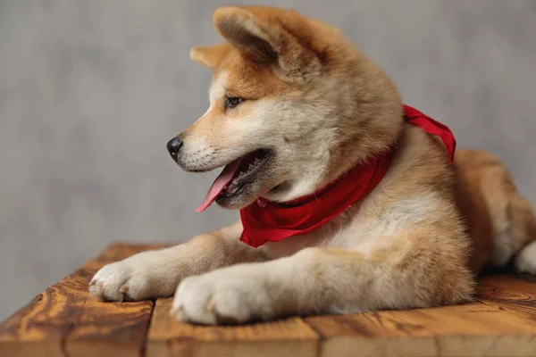 Akita Inu pes ležel a díval se dopředu přemýšlivý — Stock fotografie