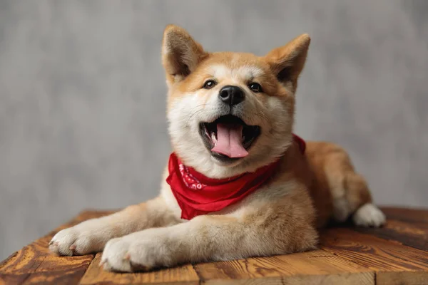 Akina Inu kutya feküdt, és kinyitotta a száját széles — Stock Fotó