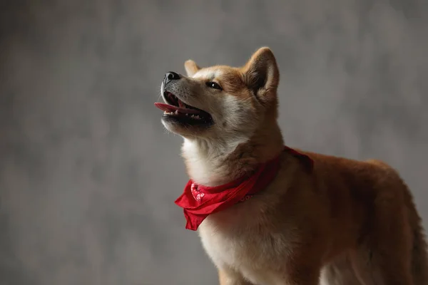 Pies Akita Inu stoi z językiem na wierzchu i patrzy w górę — Zdjęcie stockowe