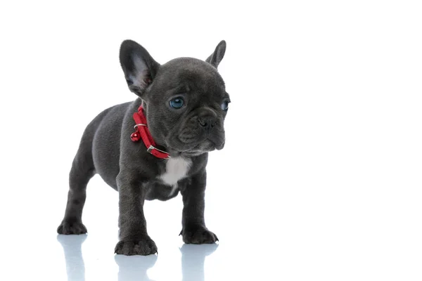 Bothered French bulldog puppy looking away and being afraid — Stock Photo, Image