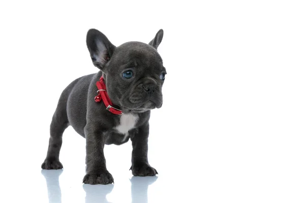 Verstoorde Franse bulldog puppy wegkijkend en bang — Stockfoto