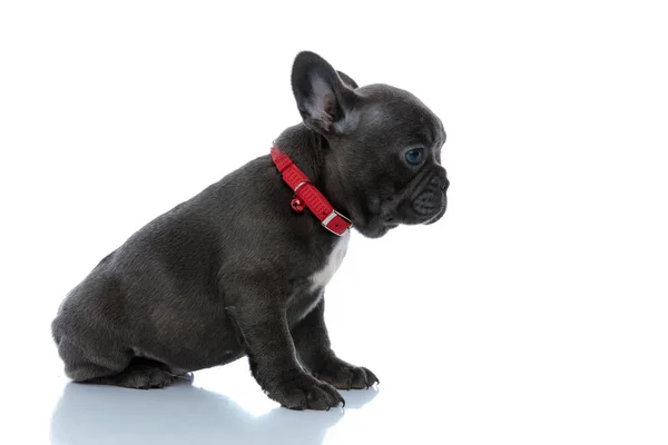 Zijaanzicht van een schattige Franse bulldog welp die vooruit kijkt — Stockfoto
