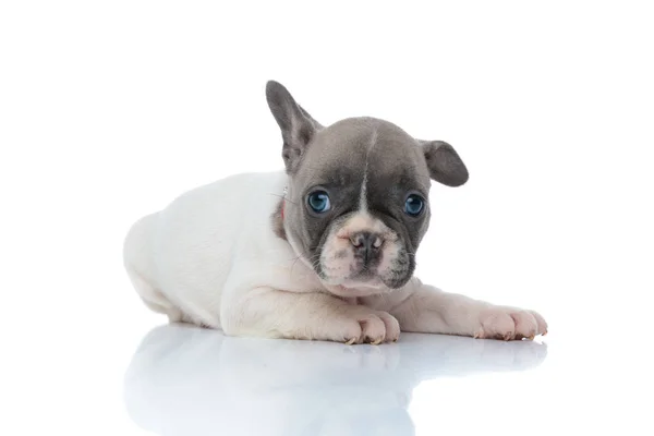 Relaxed French bulldog puppy curiously looking forward — 스톡 사진