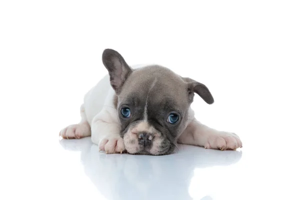 Vrolijke Franse bulldog puppy nieuwsgierig vooruit kijken — Stockfoto