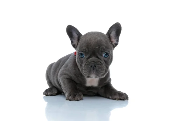 Calm French bulldog cub looking forward and resting — Stock Photo, Image