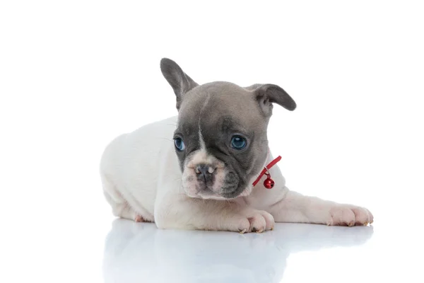 Adorable French bulldog cub curiously looking away — Stock Photo, Image