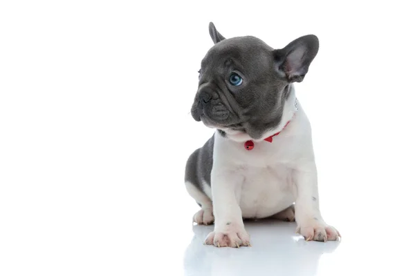 Adorable bouledogue français chiot regarder loin et mendier — Photo