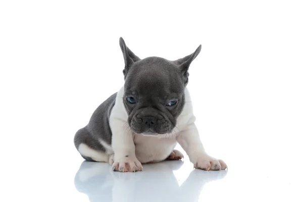 Stoere Franse bulldog puppy die wegkijkt en moe is — Stockfoto