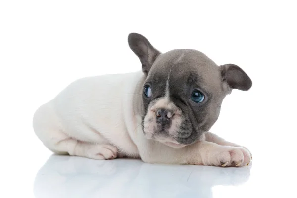 Zijaanzicht van een klein Frans bulldog welpje dat wegkijkt — Stockfoto