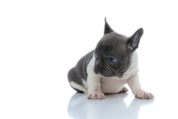 Eager French bulldog cub curiously looking to the side — Stock Photo, Image