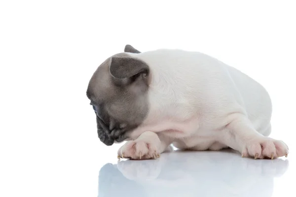 Side view of a curious French bulldog cub searching — 스톡 사진