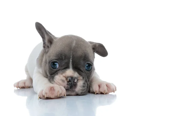 Милый французский бульдог-щенок с нетерпением ждет — стоковое фото