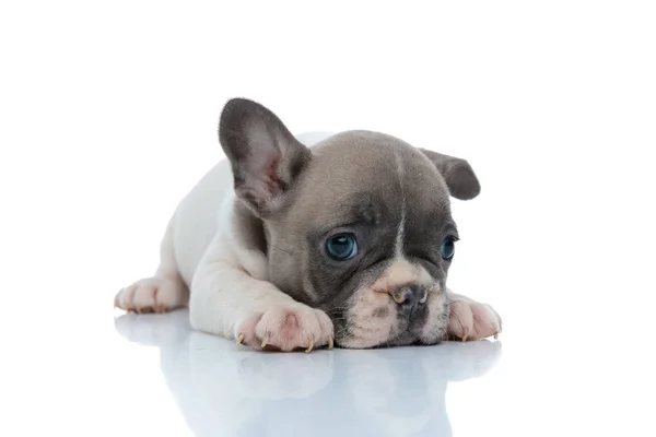 Послушный французский щенок бульдог отдыхает и смотрит в сторону — стоковое фото