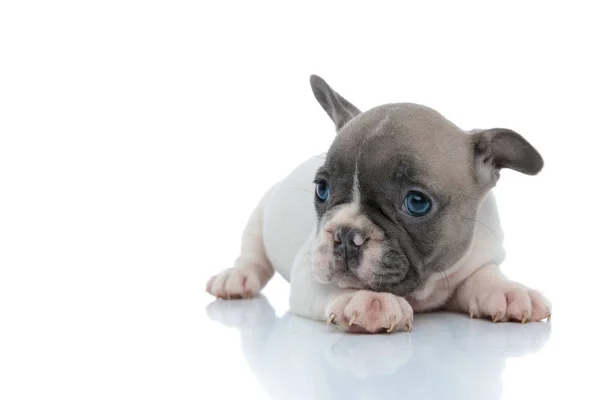 Gyönyörű francia bulldog kölyök néz félre és pihen — Stock Fotó