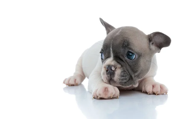 Verstoorde Franse bulldog puppy kijkt naar de zijkant — Stockfoto