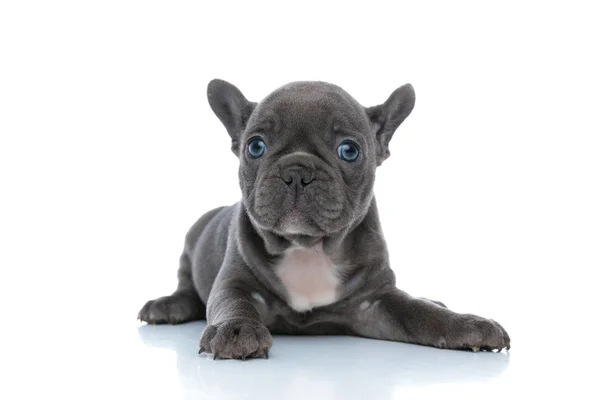 Расслабленный французский бульдог щенок смотрит вперед и быть послушным — стоковое фото