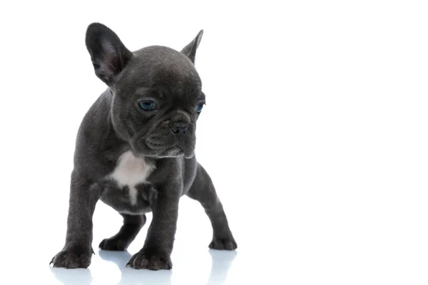 Nieuwsgierige Franse bulldog puppy zoeken en onderzoeken — Stockfoto