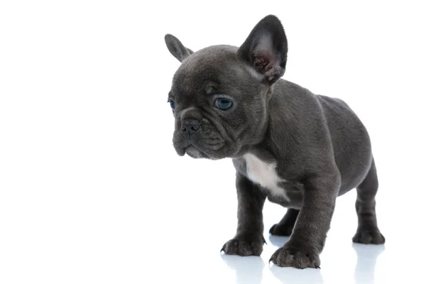 Eager French bulldog cub looking away and wondering — Stock Photo, Image