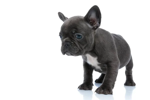 Ansioso cachorro bulldog francés mirando hacia otro lado y preguntándose — Foto de Stock