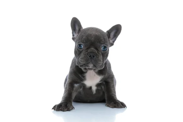 Dutiful French bulldog puppy looking forward and listening — Stock Photo, Image