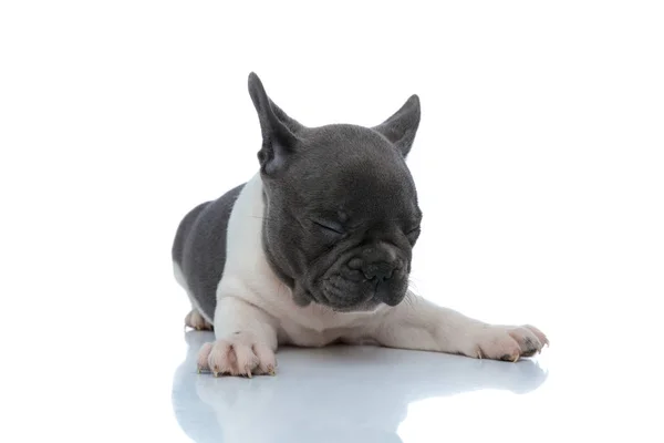 Petit bouledogue français endormi tenant les yeux fermés — Photo