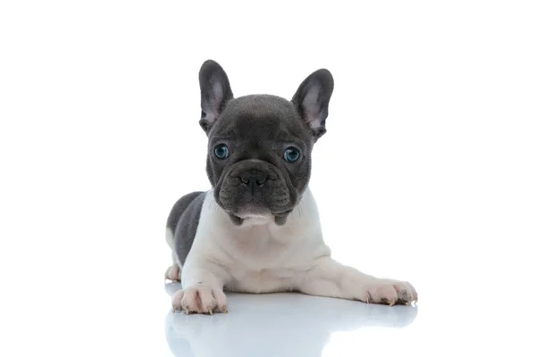 Gericht Franse bulldog puppy nieuwsgierig naar voren — Stockfoto