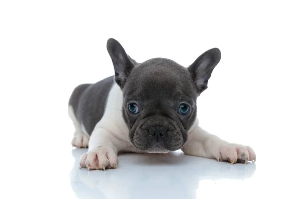 Den franske bullhundevalpen ser frem og undrer seg – stockfoto