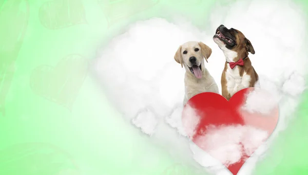 Labrador-Retriever und Boxer in Herzform — Stockfoto