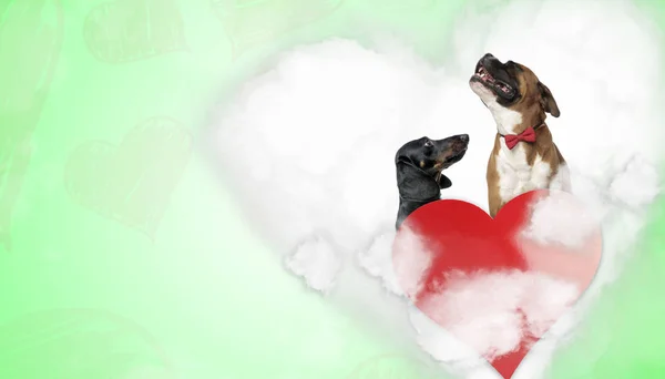 Pareja de teckel dachshund y boxeador en forma de corazón — Foto de Stock