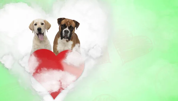 Kilka labrador retriever i bokser w kształcie serca — Zdjęcie stockowe